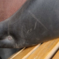 $ Reduced!! 17.5" M *5" Voltaire Palm Beach Saddle, Voltaire Leathers, 2 Billet Guards, 2 D Ring Attachments, Brown Voltaire Cover, Foam Panels, Med Front & Back Blocks, Pro Panels, Flaps: 14.5"L x 14"W Serial #: 0992 22 17.5 3AA M/M Pro B15