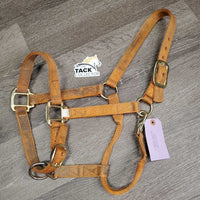 Thick Nylon Halter, snap, adj *gc, v.dirty, faded, stains, edge rubs & frays, thread