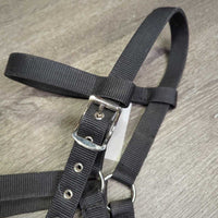 Lungeing Cavesson, fleece lined noseband, *vgc, clean, mnr clumpy, stains, rubs & hair