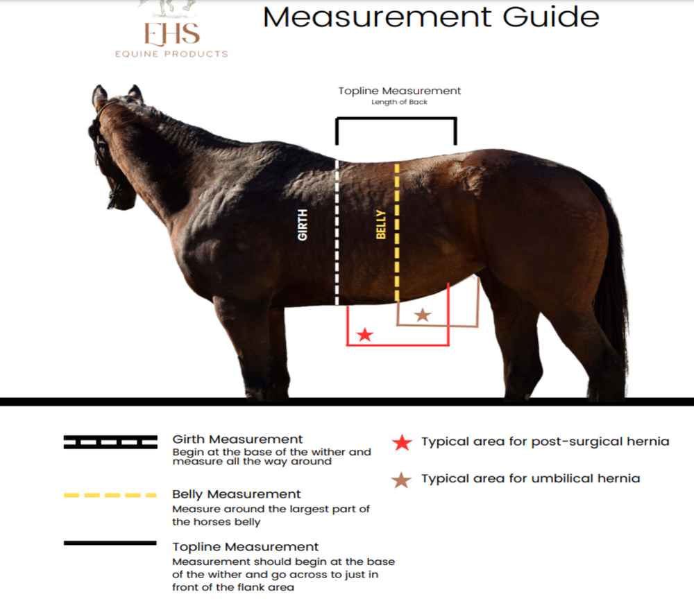 Adult Equine Hernia and Post-Surgical Pressure Belt, Hvy Canvas *vgc/gc, hairy, clean, rubs, hairy velcro