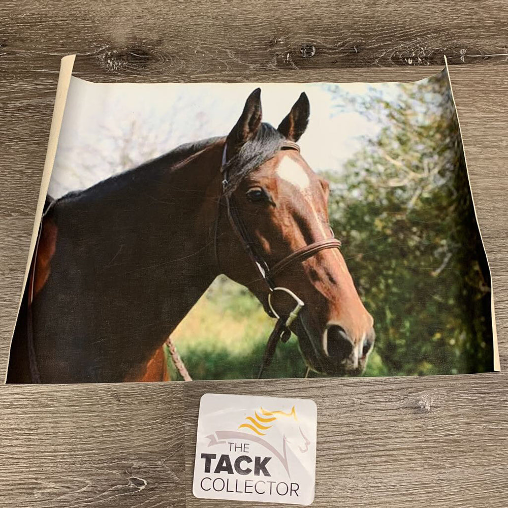 Horse Canvas Picture *vgc, scratches