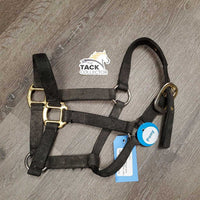 Stiff Thick Nylon Halter *fair, dirty, hairy, faded, scraped/frayed edges, older, peeled rings
