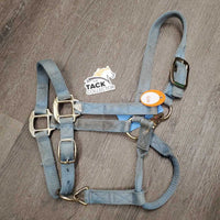 Thick Nylon Halter, adj, snap *fair, dirty, stained, edges: rubs & frays, faded, hole rubs/frays
