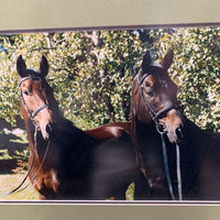 2 Bay Horses Photograph, Double Matted, Double Wood Framed *vgc, dusty, hole in back paper
