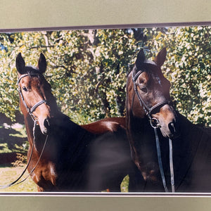 2 Bay Horses Photograph, Double Matted, Double Wood Framed *vgc, dusty, hole in back paper