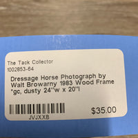 Dressage Horse Photograph by Walt Browarny 1983 Wood Frame *gc, dusty