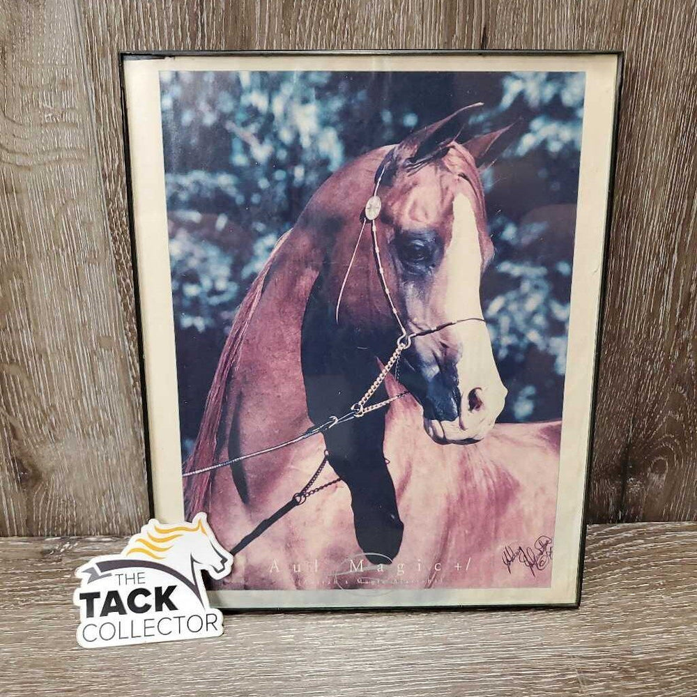 'Aul Magic' Arabian Horse Picture, Light Plastic Frame *fair/gc, faded, stains, dirty
