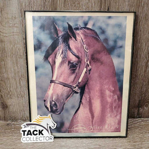 'Afire Bey V" Arabian Horse Picture, Light Plastic Frame *fair/gc, faded, stains, dirty