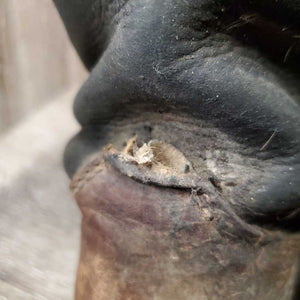 Tall Country Boots *gc/fair, clean & thick dirt, v.scuffed & faded, cracks, unstitched seams, slice
