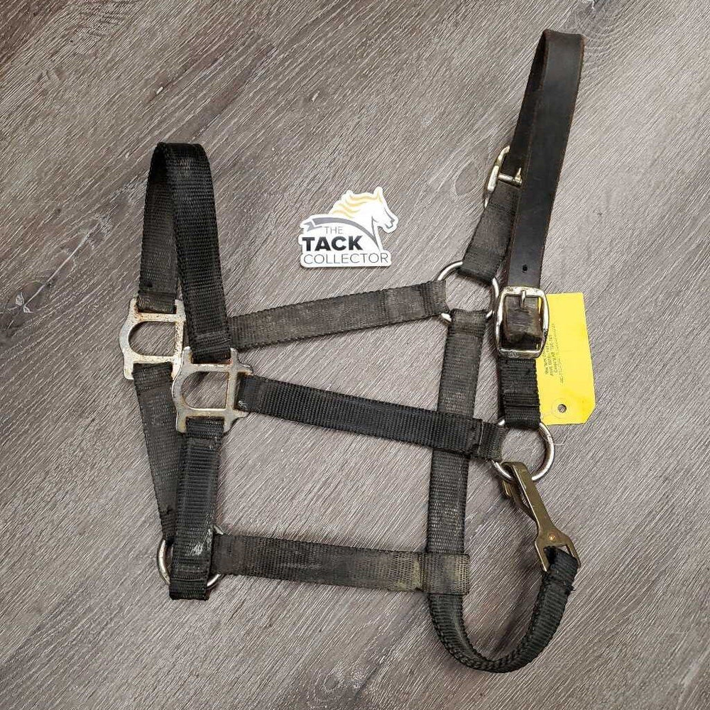 Nylon Breakaway Halter, spring snap *fair, broken crown, v.dirty, rusty, v.tight snap