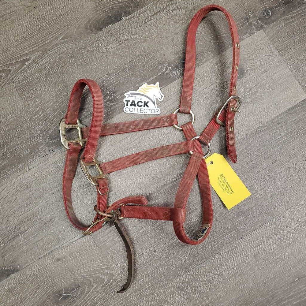 Narrow Nylon Halter, adj, leather catch strap *gc/fair, v.dirty, v.stiff, older, stains, rubs, torn edge, rust