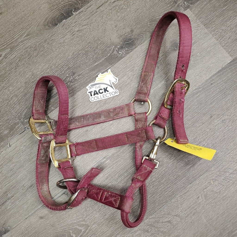 Thick Nylon Halter, adj, snap *fair, v.dirty, faded, stains, rubs, hole frays