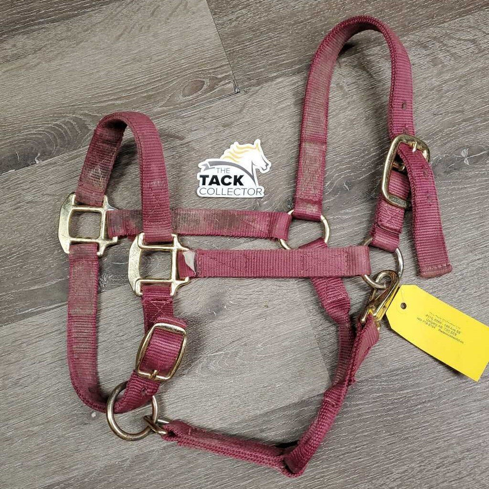 Thick Nylon Halter, snap, adj *gc/fair, faded, dirty, frayed holes, rubs, stains, snags