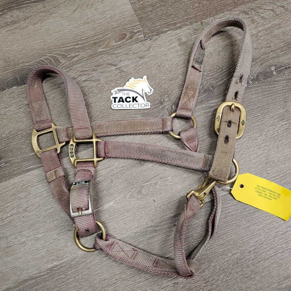 Thick Nylon Halter, adj, snap *fair, v.dirty, v.stains, v.faded, frayed holes, snags, rubs