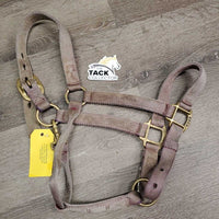 Thick Nylon Halter, adj, snap *fair, v.dirty, v.stains, v.faded, frayed holes, snags, rubs