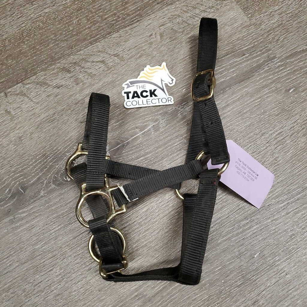 Nylon Halter, adj *gc, dirty, edge rubs, snags/frays, faded