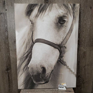 Canvas Horse Photo *vgc, mnr rubbed & frayed edges