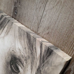 Canvas Horse Photo *vgc, mnr rubbed & frayed edges