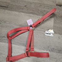 Thin Stiff Nylopn Halter (gc, dirty, faded, rubs, mnr rust?stains
