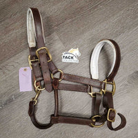 Padded Leather Halter, adj, snap *gc/fair, chewed, clean, faded, rubs, peeled edge
