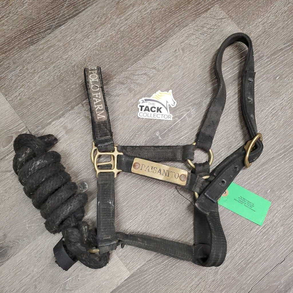 Thick Nylon Halter, attach Nylon Lead Rope 