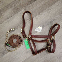 Thick Double Stitch Leather Halter, lthr lead shank, 30" chain *like new, mnr scuffs, staining