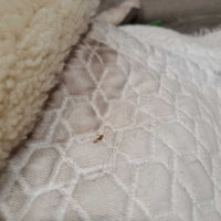 Sheepskin Quilt Half Pad, rolled edges *gc, clean, clumpy, stains, dingy, weak velcro, mnr pills, hair, rubs, threads, puckers

