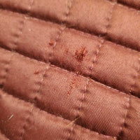 Quilt Jumper Saddle Pad, bling *vgc, clean, pills, mnr hair, dust, unglued binding, holes/snags, threads, puckers
