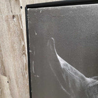 Grey Horse Photo - Print, Mounted Canvas *gc/fair, scratches, dings, scrapes