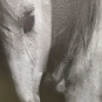 Grey Horse Photo - Print, Mounted Canvas *gc/fair, scratches, dings, scrapes
