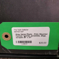 Grey Horse Photo - Print, Mounted Canvas *gc/fair, scratches, dings, scrapes