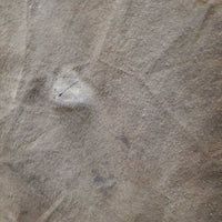 Full Length "Low Rider" Oilskin *vgc/xc, mnr rubs, dust & hair
