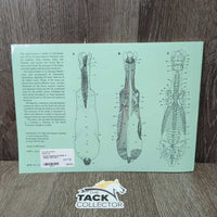 Horse Anatomy by Peter C. Goody *like new
