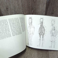Horse Anatomy by Peter C. Goody *like new
