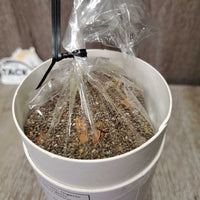 Carrot Chia Omega-3 Support Sample Container *new, full, broken "seal"
