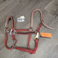 Thick Narrow Nylon Halter, adj, spring snap *fair, faded, dirty, stains, frays, rubs, rust, hair, discolored
