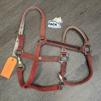 Thick Narrow Nylon Halter, adj, spring snap *fair, faded, dirty, stains, frays, rubs, rust, hair, discolored
