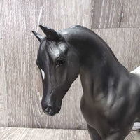 #62032 Black Blanket Appaloosa, 0 foal *vgc, mnr scuffs, residue
