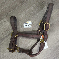 Padded Leather Halter, adj, snap *gc, dry, mnr dirt, undone thread, rough end, scuffs
