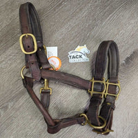 Padded Leather Halter, adj, snap *gc, dry, mnr dirt, undone thread, rough end, scuffs
