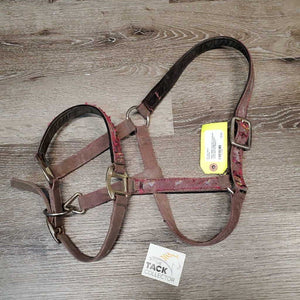 Nylon Halter, adj, lined nose/crown *older, dirty, v.rubbed & torn, faded, rust