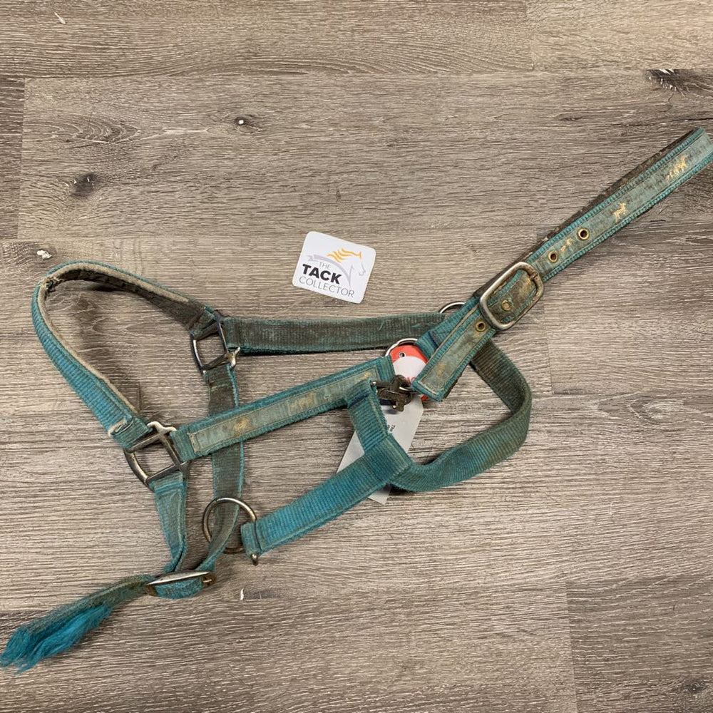 Padded Nylon Halter, ribbon, adj, snap *older, filthy, faded, stains, cracked, chewed, edges: frays/rubs